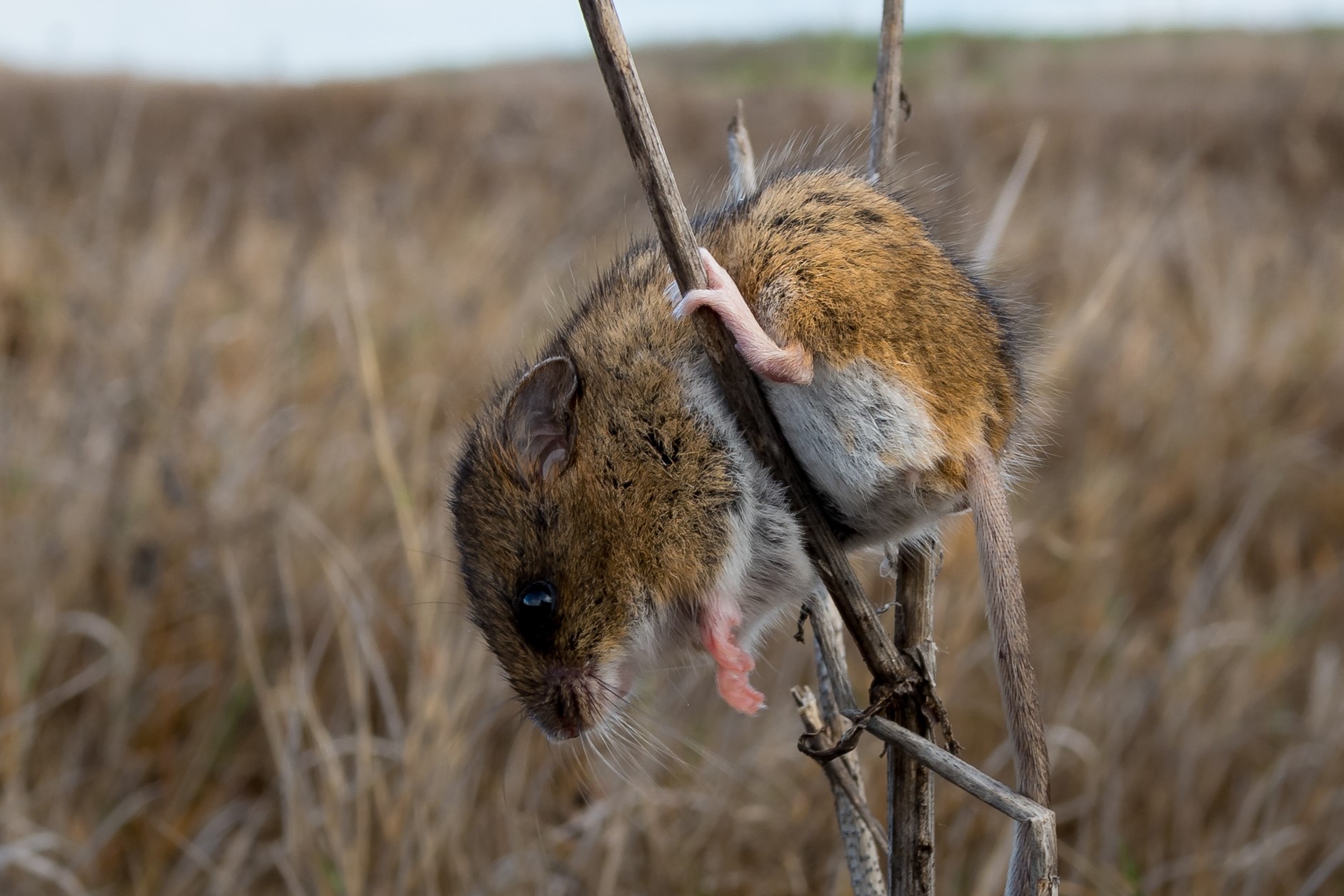 salt-marsh-harvest-mouse-on-branch-usgs-jpg-fws-gov